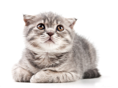 1453446968148431.jpg 猫咪.jpg
