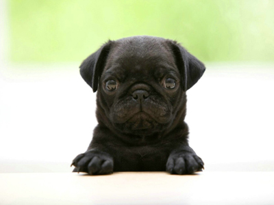 1459931480198562.jpg animal_hd_fun_animals_1920x1200_1867_3.jpg