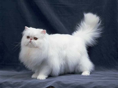 波斯猫.png