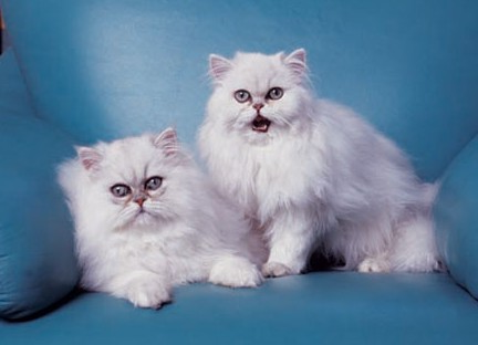 1468834764653601.jpg 金吉拉猫咪.jpg
