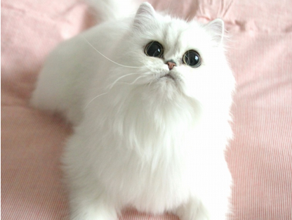 1469519105892636.png 波斯猫咪.png