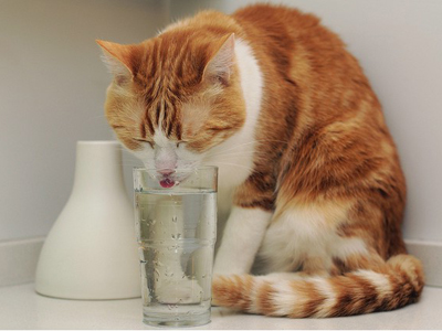 1469605379637421.jpg 猫咪喝水.jpg