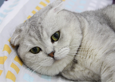 英短猫咪.png