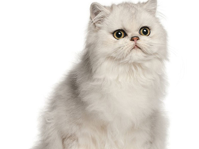 1472718173683062.jpg 波斯猫4.jpg
