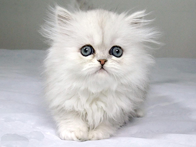 波斯猫1.jpg
