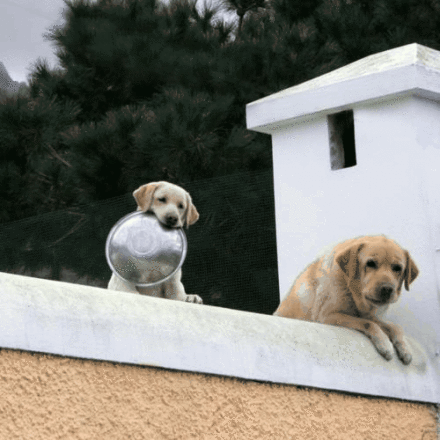 狗狗 (1).gif