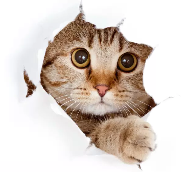 1487920759977140.png 1487388031(1).png