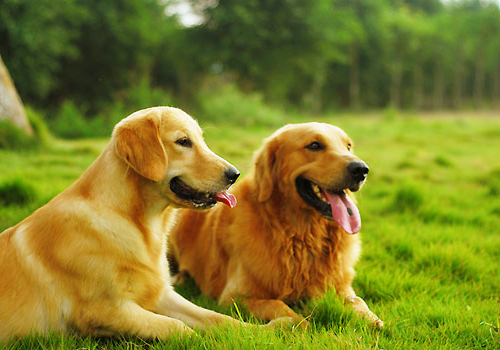金毛犬 (3).jpg