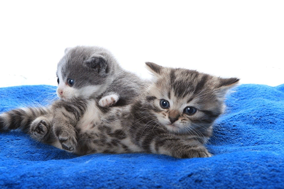 1492591355163696.gif sdfhj.gif