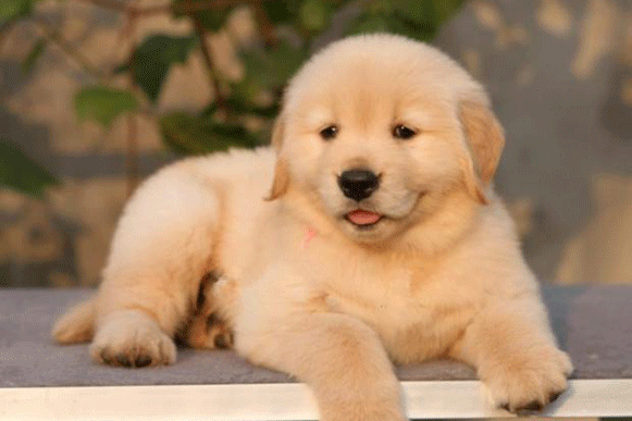1496215034446305.gif ojjjpuuiouuuuuuuuuuu.gif