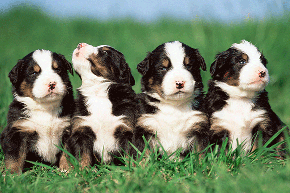 1519724173282930.gif 4499633_234733192000_2.gif
